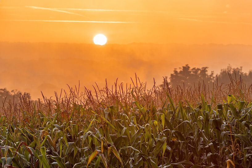 Sunrise during the golden hour over a cornfield shrouded in fog by Kim Willems