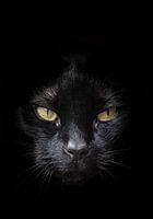 Visage de chat noir avec les yeux jaunes / verts sur un fond sombre