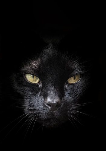 Gesicht der schwarzen Katze mit gelb / grünen Augen vor einem dunklen Hintergrund