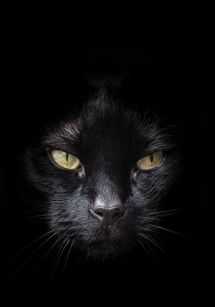 Face of black cat with yellow / green eyes against a dark background by Hans Post