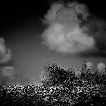 Grass on the rocks