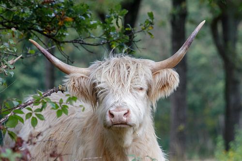 Blonde écossaise des Highlands
