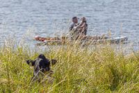 Summer Tranquillity by the Water