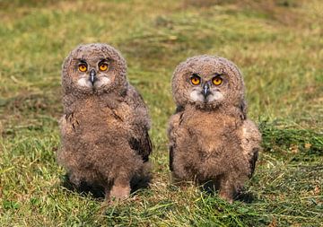 Uilskuikens van Ronald Bergkamp Nature Photography