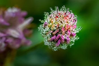 Fleur de trèfle rouge avec des gouttes de rosée