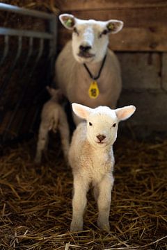 L'agneau pour la mère sur Danai Kox Kanters