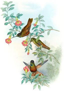 Golden Star-frontlet, John Gould van Hummingbirds