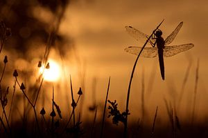 Normale Uferlinie bei Sonnenaufgang von Erik Veldkamp