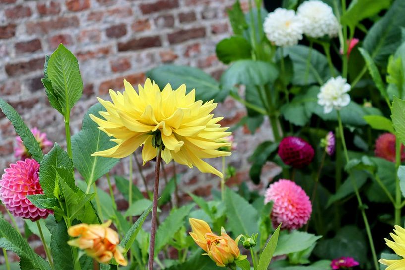 Eine Sammlung verschiedener Farben und Arten von Dahla s von Arie van Vugt