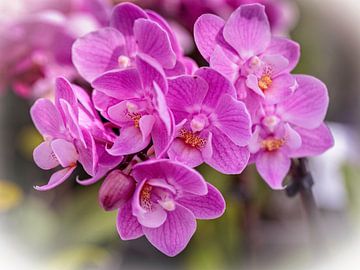 Orchidee von Rob Boon