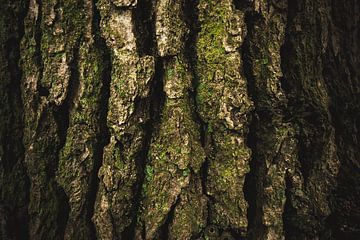 Tree bark by Davy Hansen