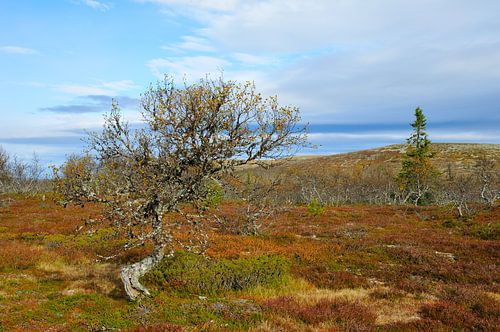 Sonfjället Nationaal Park