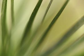 Palm tree leaves macro by Jett Fotografie