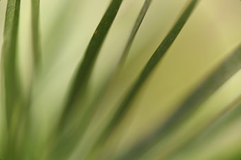 Palmboom bladeren macro