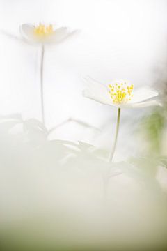 De bosanemoon, het grote voorjaarsgeschenk. (1) van Danny Budts