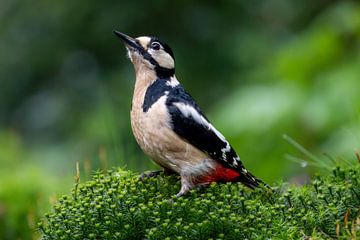 Grote bonte specht in het bos van John Goossens Photography