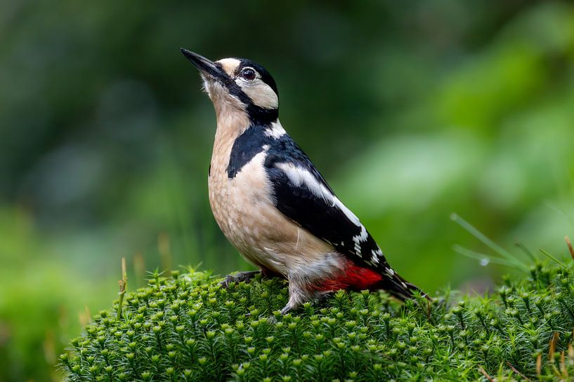 Buntspecht von John Goossens Photography