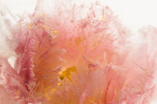 Gefiederte Tulpe in Eis 1