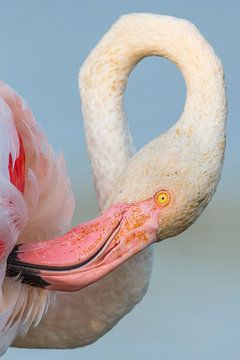 Flamingo portrait in close-up by Nature in Stock