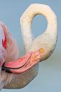 Flamingo portret in close-up van Nature in Stock thumbnail