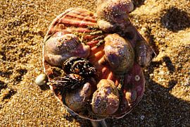 Jakobsmantel, bewachsen mit verschiedenen anderen Muscheln von Jan Nuboer