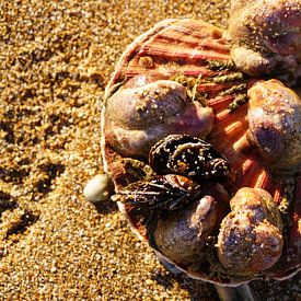 Jacob's mantle overgrown with various other shells by Jan Nuboer