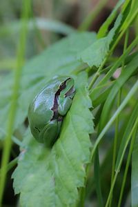 Laubfrosch von Nienke Castelijns