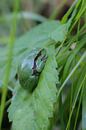 Laubfrosch von Nienke Castelijns Miniaturansicht