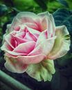 The Rose von mimulux patricia no Miniaturansicht