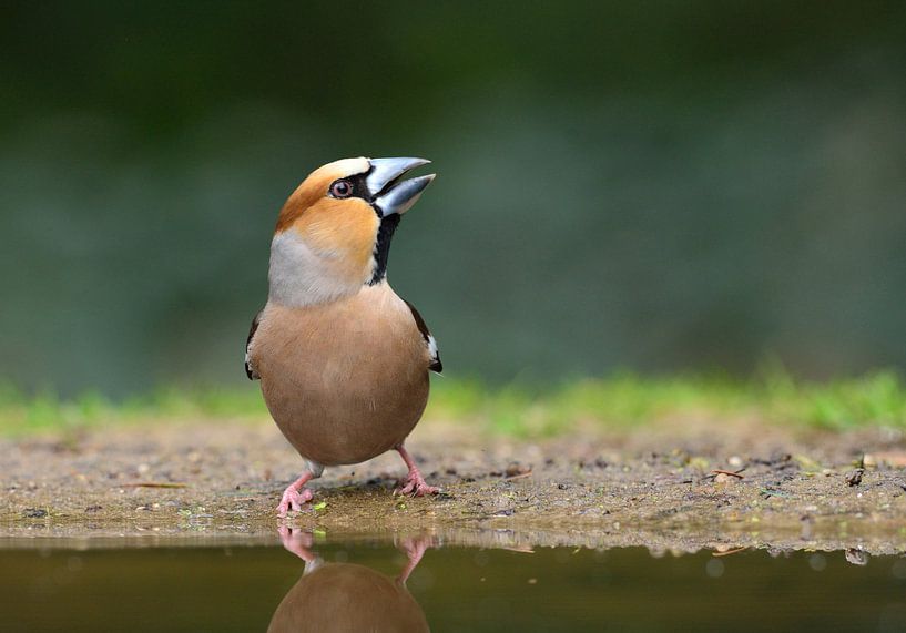 Appelvink van Ruud Scherpenisse