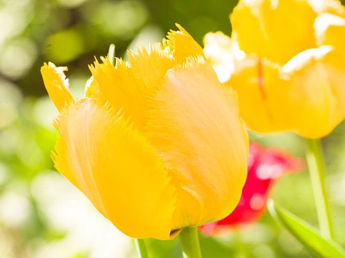 Gele tulpen