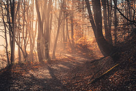 A forest path in the autumn mist by Catrin Grabowski
