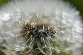 Flauschball 3 von Erik Buitenhuis