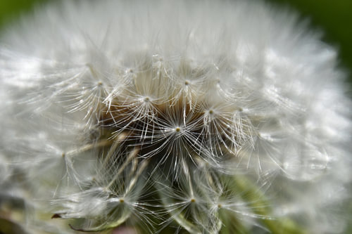 Flauschball 3