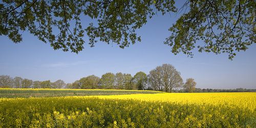 Spring field in Twente