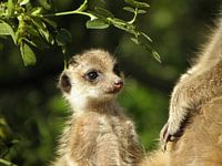 Baby-Erdmännchen