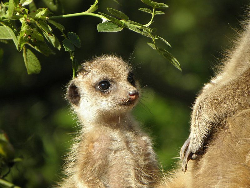 Baby-Erdmännchen von Corina Hoekstra