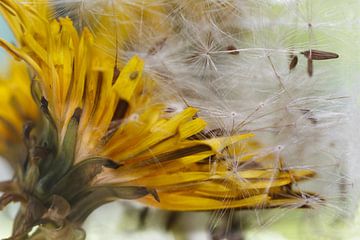 Löwenzahn und Pusteblume sur Rolf Pötsch