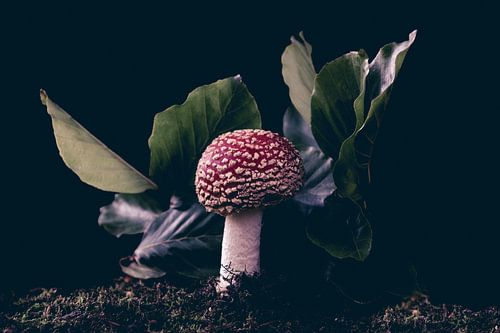 lone round fly agaric