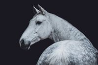 Fine art portret wit paard kijkend over schouder
