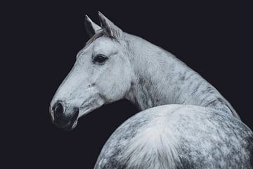 Fine art portret wit paard kijkend over schouder van Shirley van Lieshout