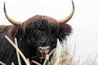 Schotse hooglanders “Samen Eten “ van Truckpowerr thumbnail