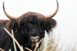 Schottische Highlander "Gemeinsam essen"