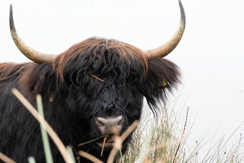 Schotse hooglanders “Samen Eten “ van Truckpowerr