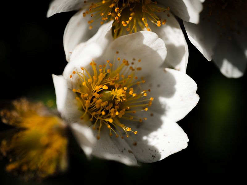 Blumen, Pflanzen und Bäume Serie von Pitkovskiy Photography|ART