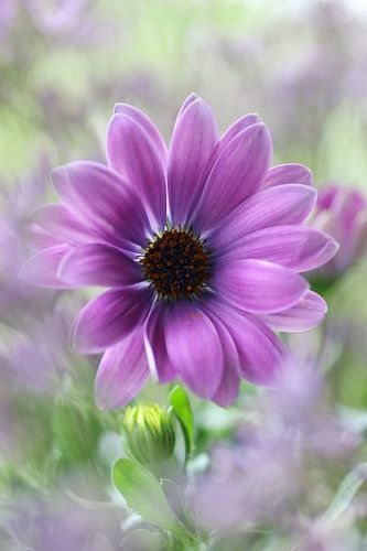 Lyric of Spring