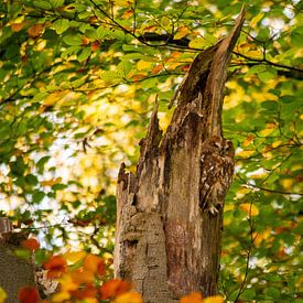 Waldkauz zwischen den Herbstfarben von Mariëlle Weijsenfeld