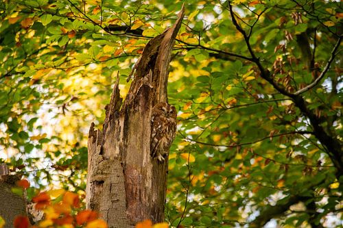 Tawny owl between the autumn colours