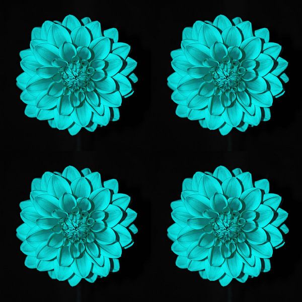 DAHLIA BLUE by Henriette Tischler van Sleen