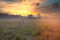 Coucher de soleil avec des moutons dans un paysage brumeux - Calming Nature Photography